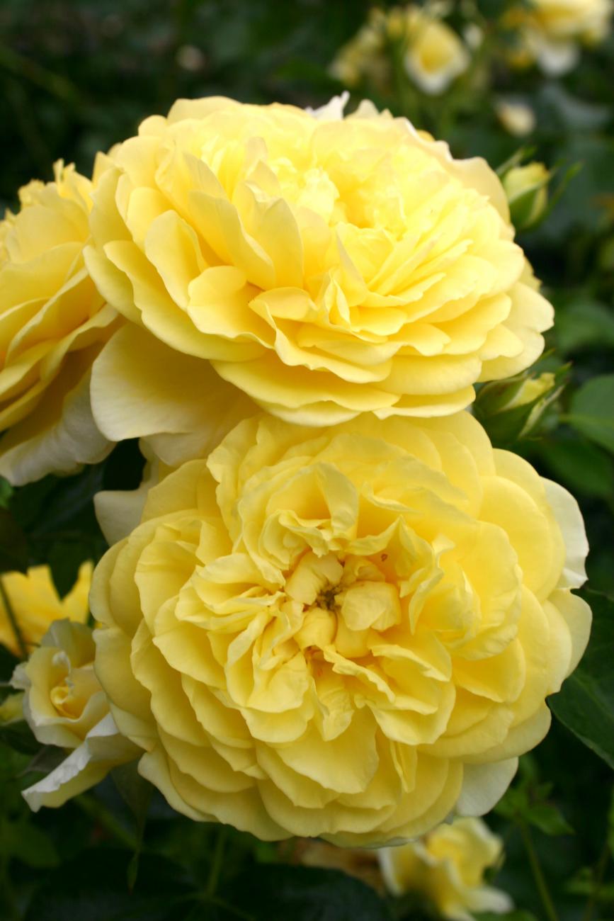 Rosa 'Solero'